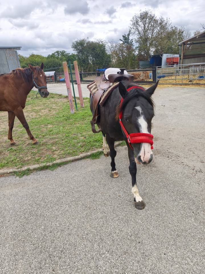 Paint horse 