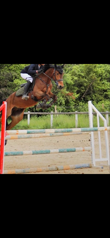 Poney Connemara part bred &agrave; vendre
