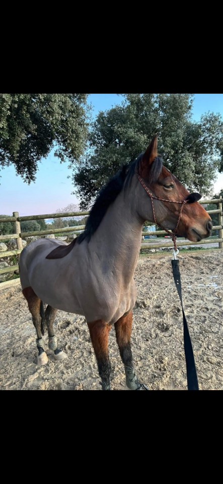 Poney Connemara part bred &agrave; vendre