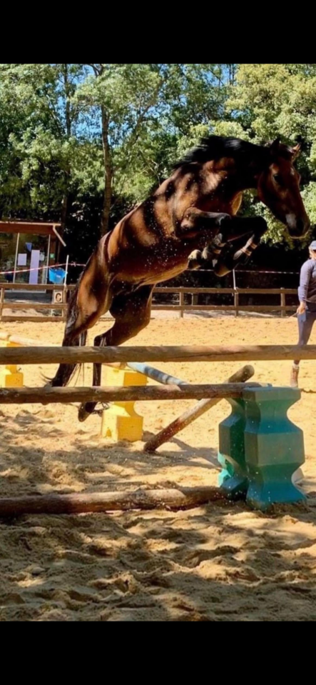Poney Connemara part bred &agrave; vendre