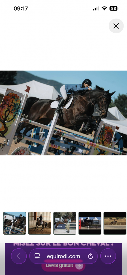 Cheval amateur &eacute;lite 
