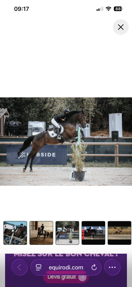 Cheval amateur &eacute;lite 
