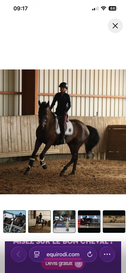Cheval amateur &eacute;lite 