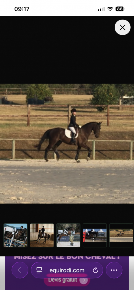 Cheval amateur &eacute;lite 