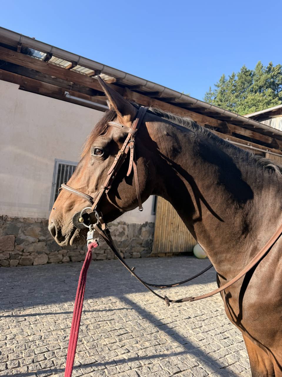 M&acirc;le CSAN/SFO 3 ans 