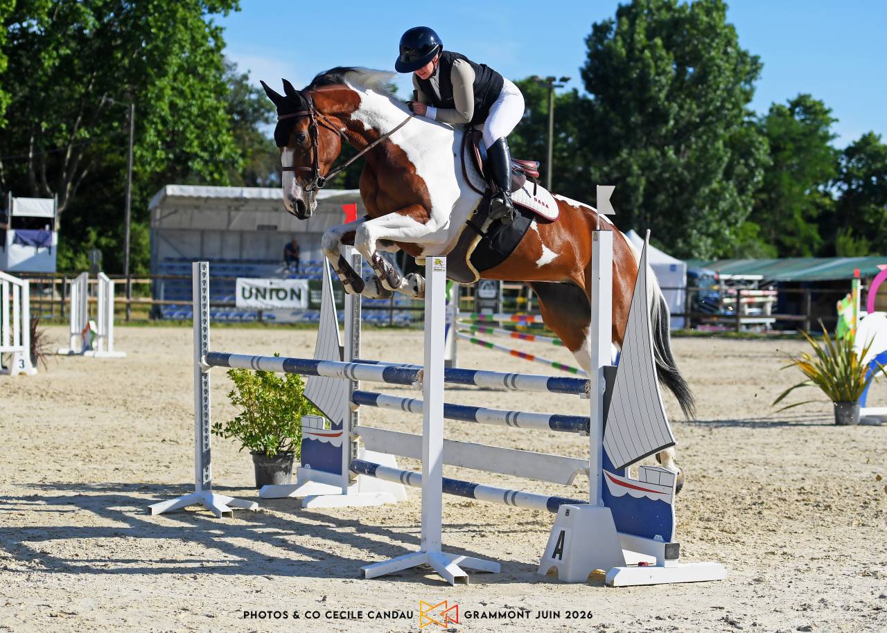 Cheval de sport pie sf