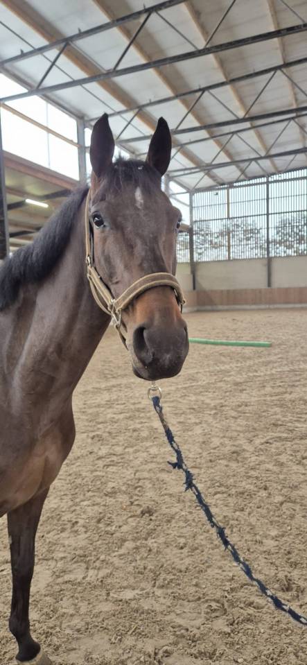 Tr&egrave;s brave jument de 7 ans pour amateur