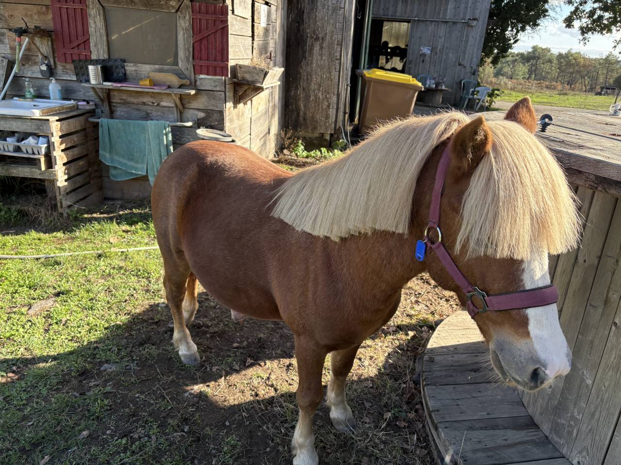 Shetland des 7ans pour fait des sailles 