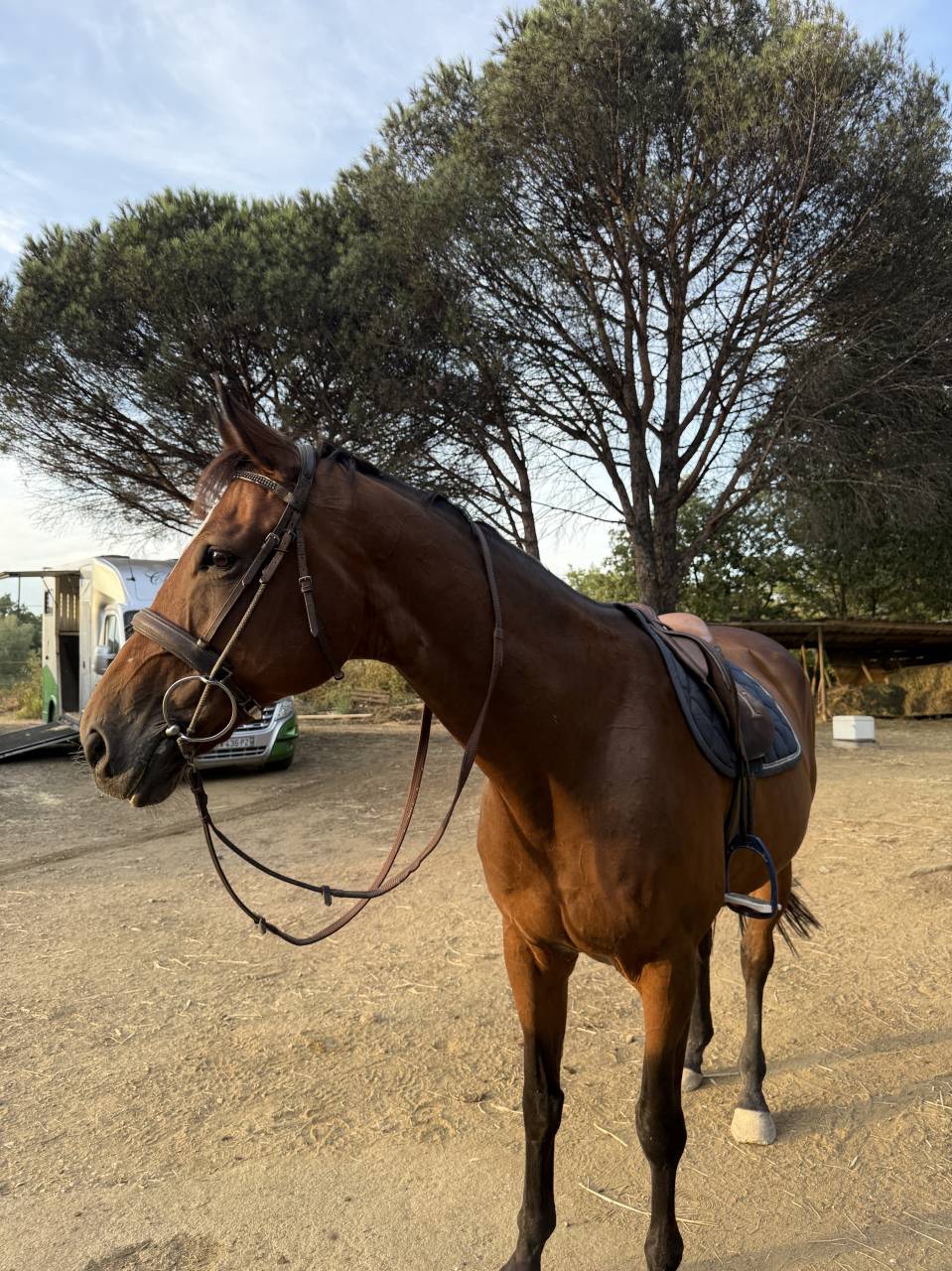 Cheval CSO 130