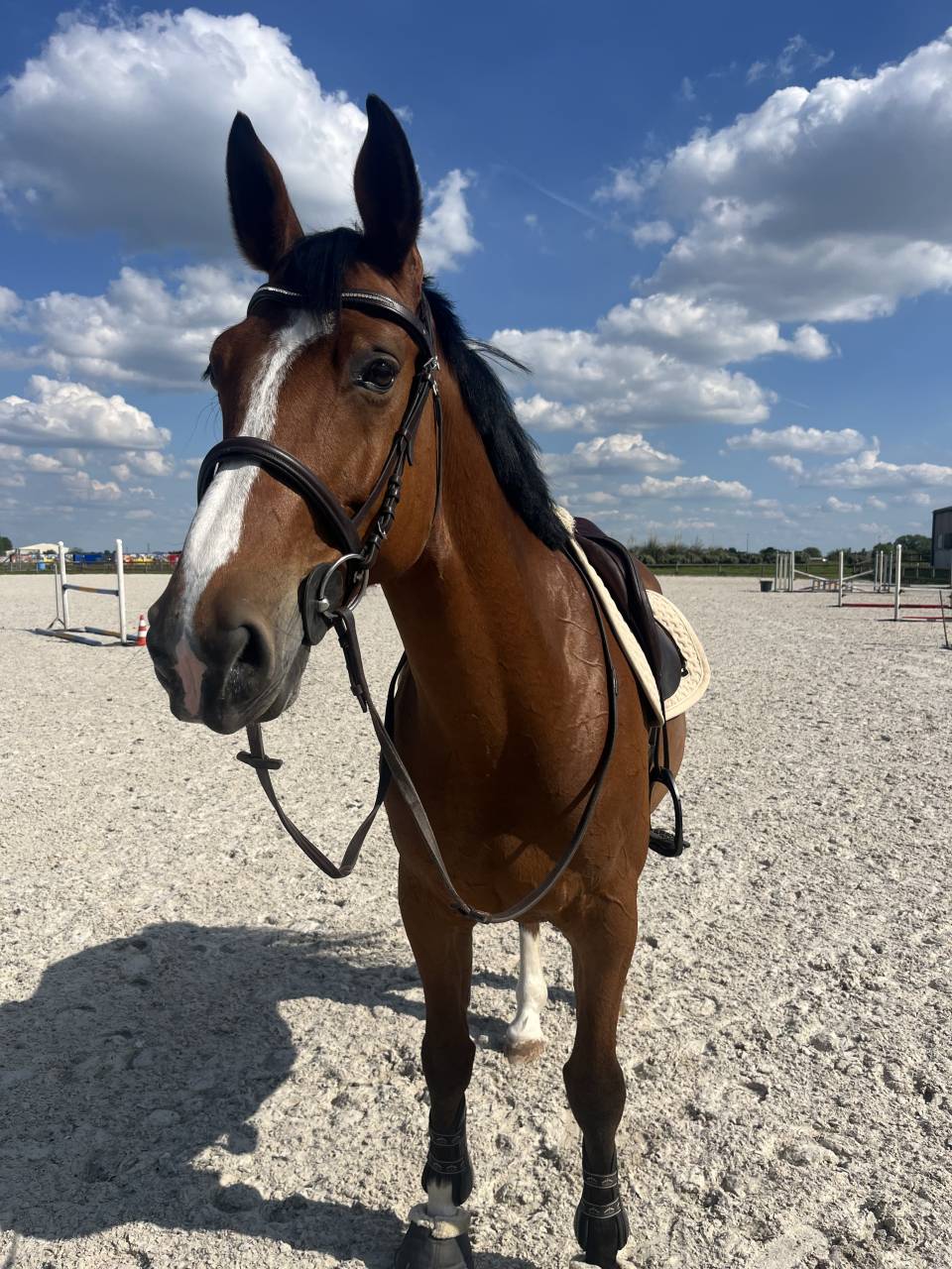 Cheval de saut &agrave; vendre 