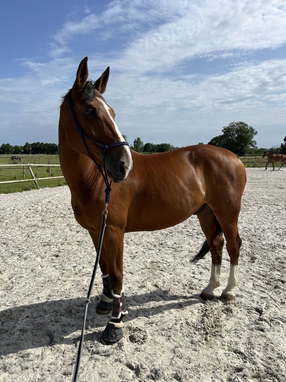 Cheval de saut &agrave; vendre 