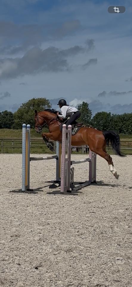 Cheval de saut &agrave; vendre 