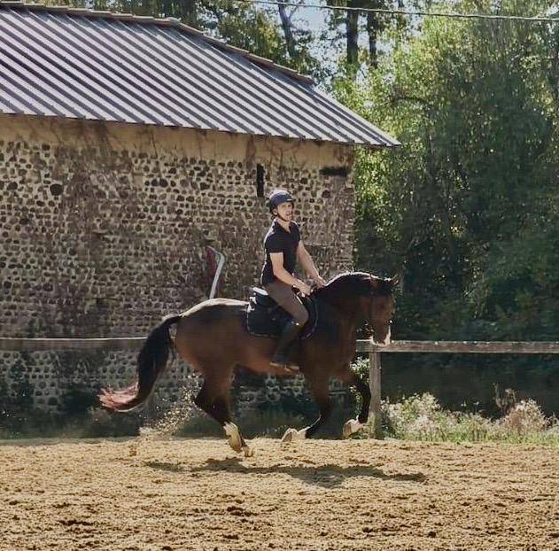 Hongre 5 ans,