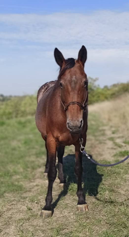 Jument Appaloosa OC 6 ans