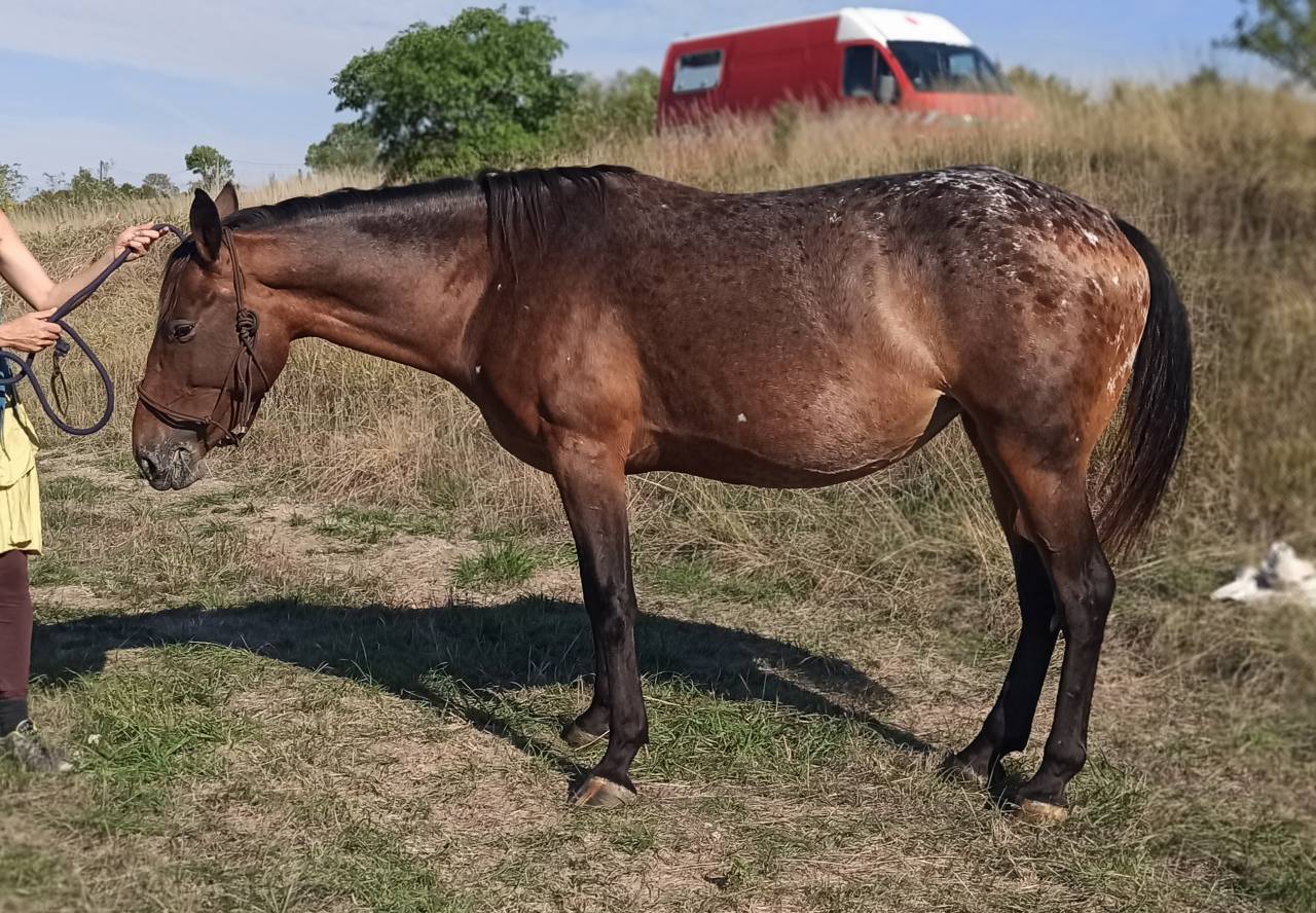 Jument Appaloosa OC 6 ans
