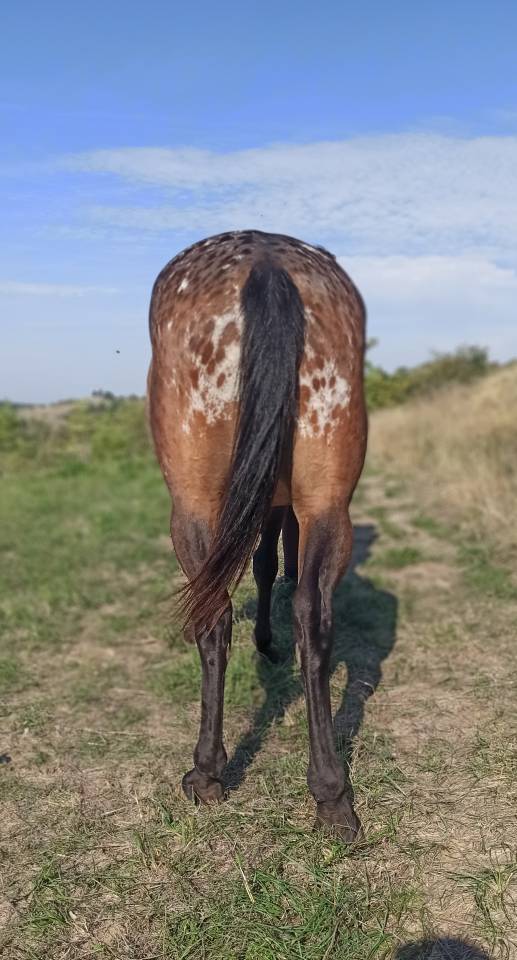 Jument Appaloosa OC 6 ans