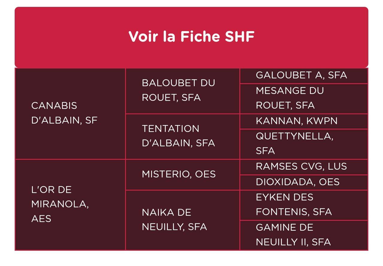 Pouliche selle fran&ccedil;ais par canabis d'albain 