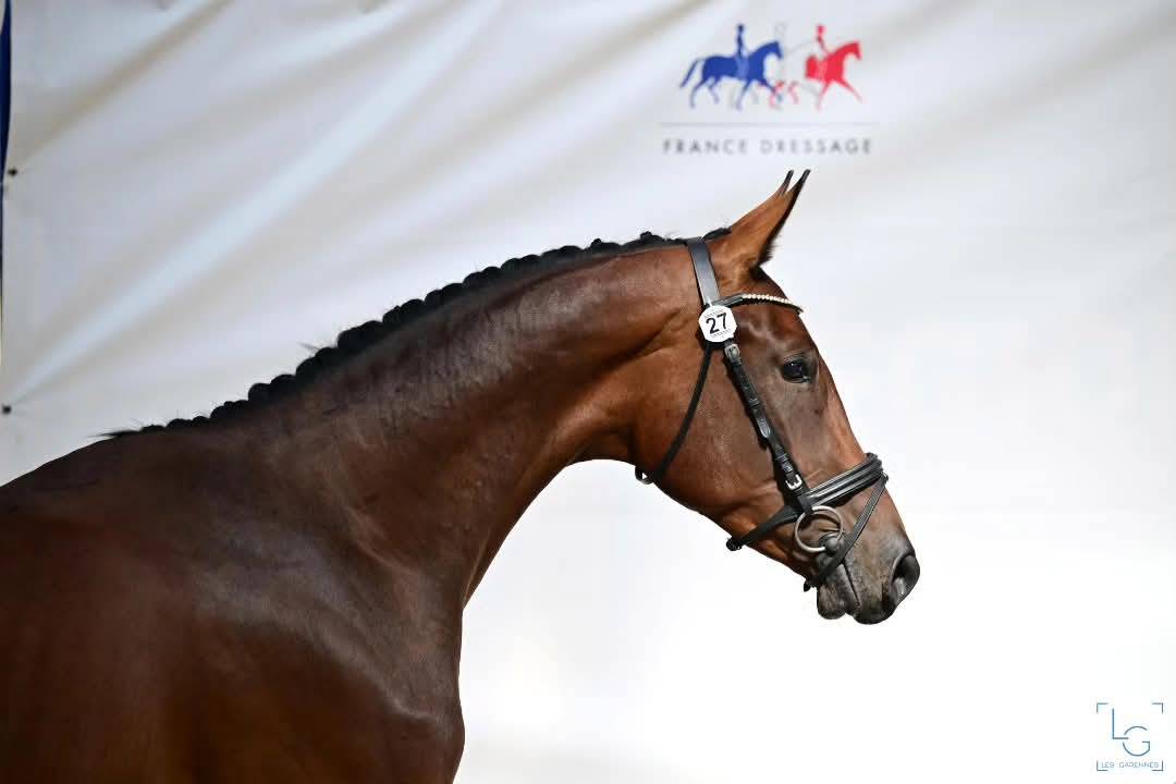 Hongre Selle Fran&ccedil;ais 2022 Dressage 