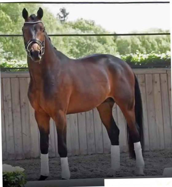 Hongre Selle Fran&ccedil;ais 2022 Dressage 