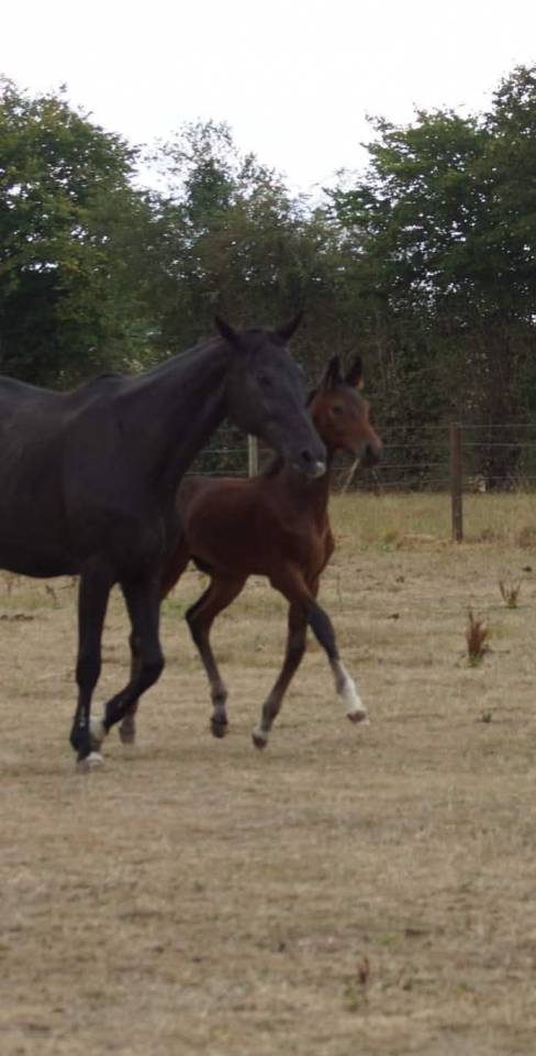 Hongre Selle Fran&ccedil;ais 2022 Dressage 