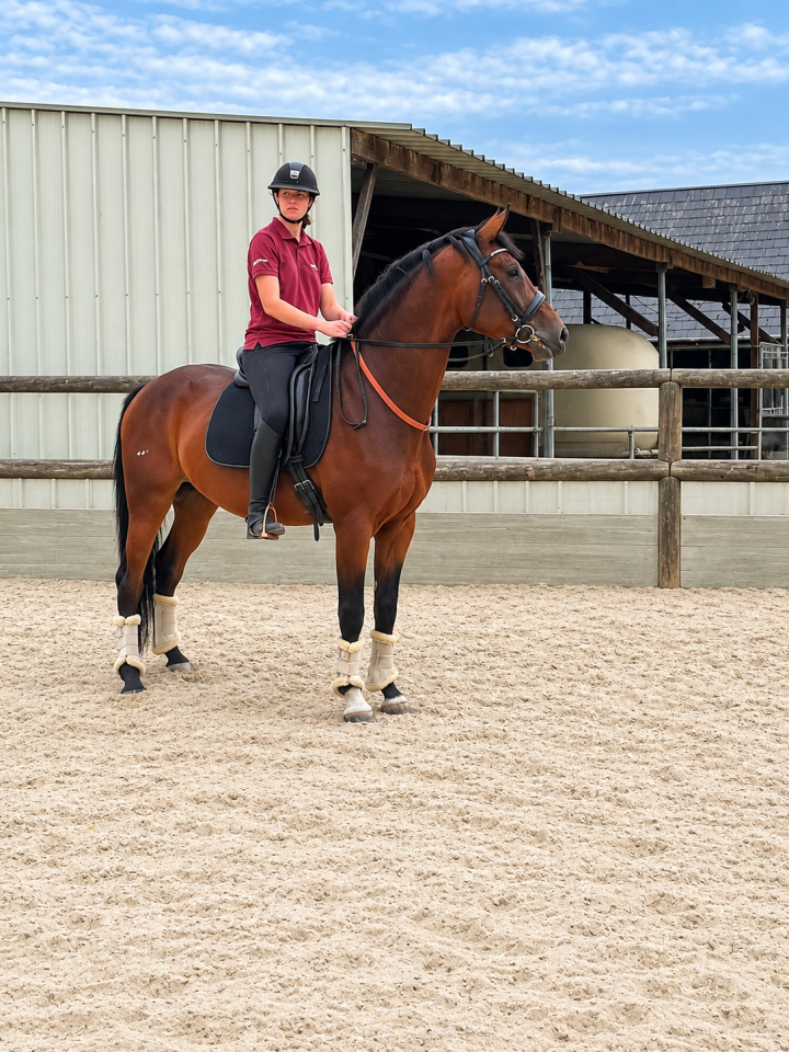Hongre Selle Fran&ccedil;ais 2022 Dressage 