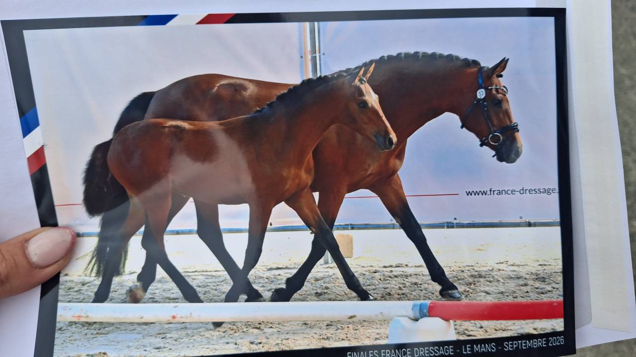 Foal Femelle 2026 PFS dressage 