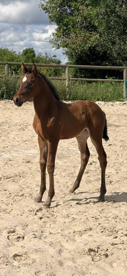 Foal Femelle 2026 PFS dressage 