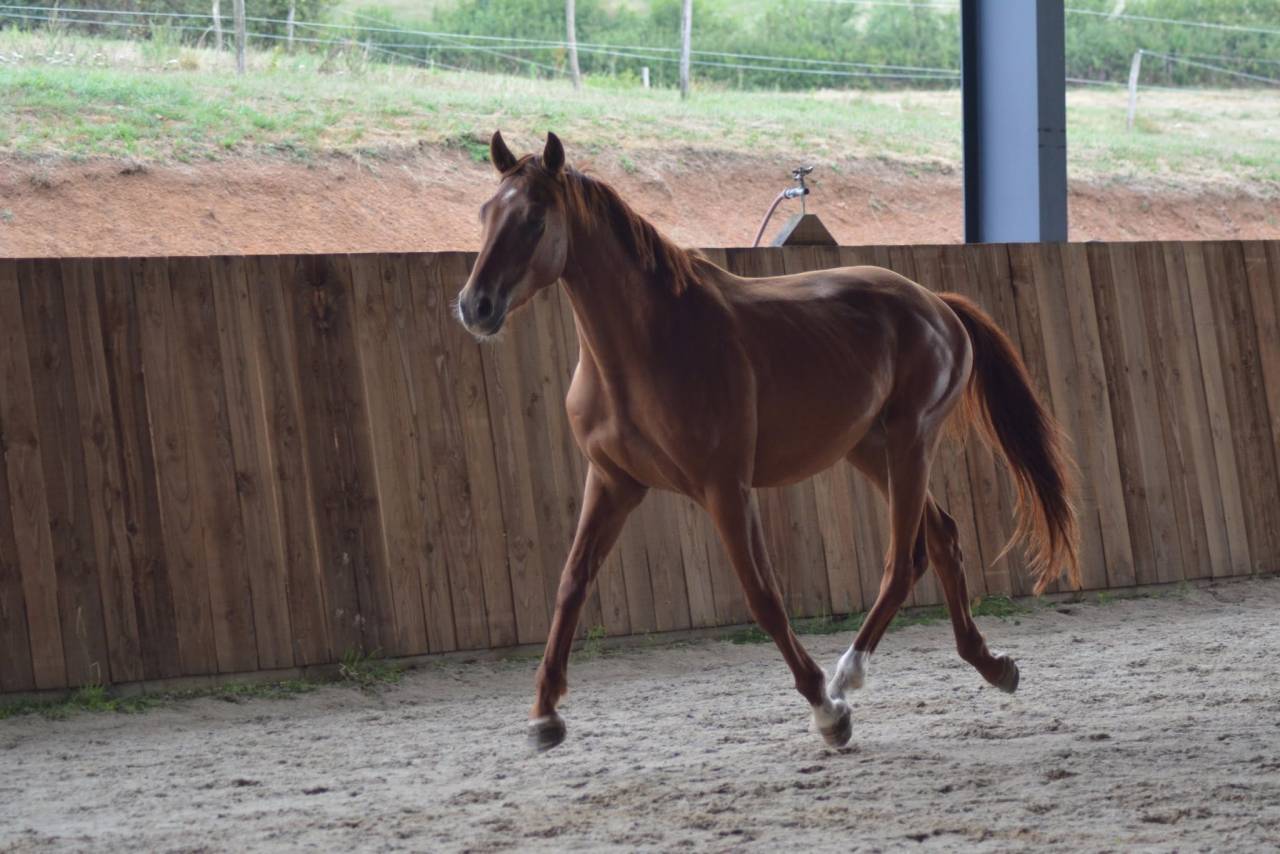 Demi Pension 77- Figaro Mill d'Arx (4ans - Oldenbourg) 