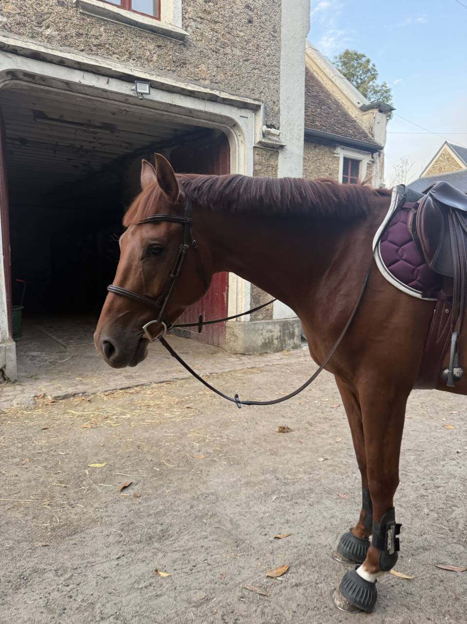 Demi Pension 77- Figaro Mill d'Arx (4ans - Oldenbourg) 
