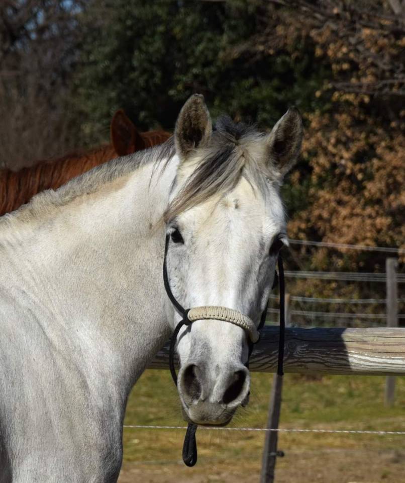 Ponette pfs 13 ans poulini&egrave;re 