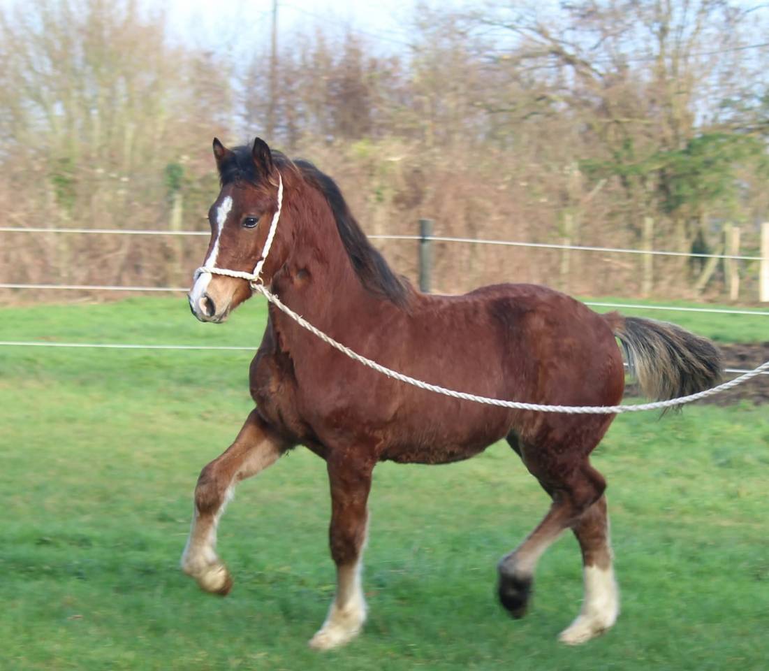 GUI NEL CARUSO, yearling Welsh Cob