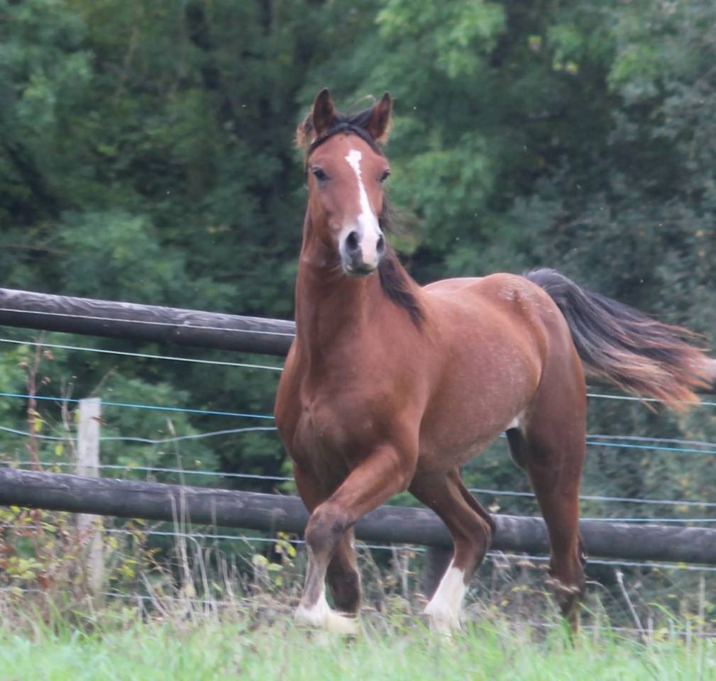 GUI NEL CARUSO, yearling Welsh Cob