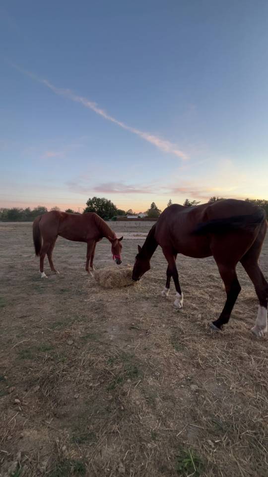 Jolie petite jument alezane 155cm au garrot