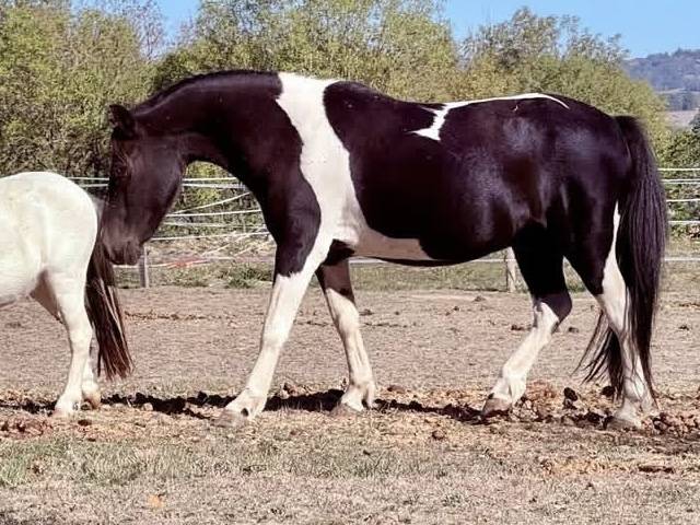 Poney 12 ans ONC 1m30