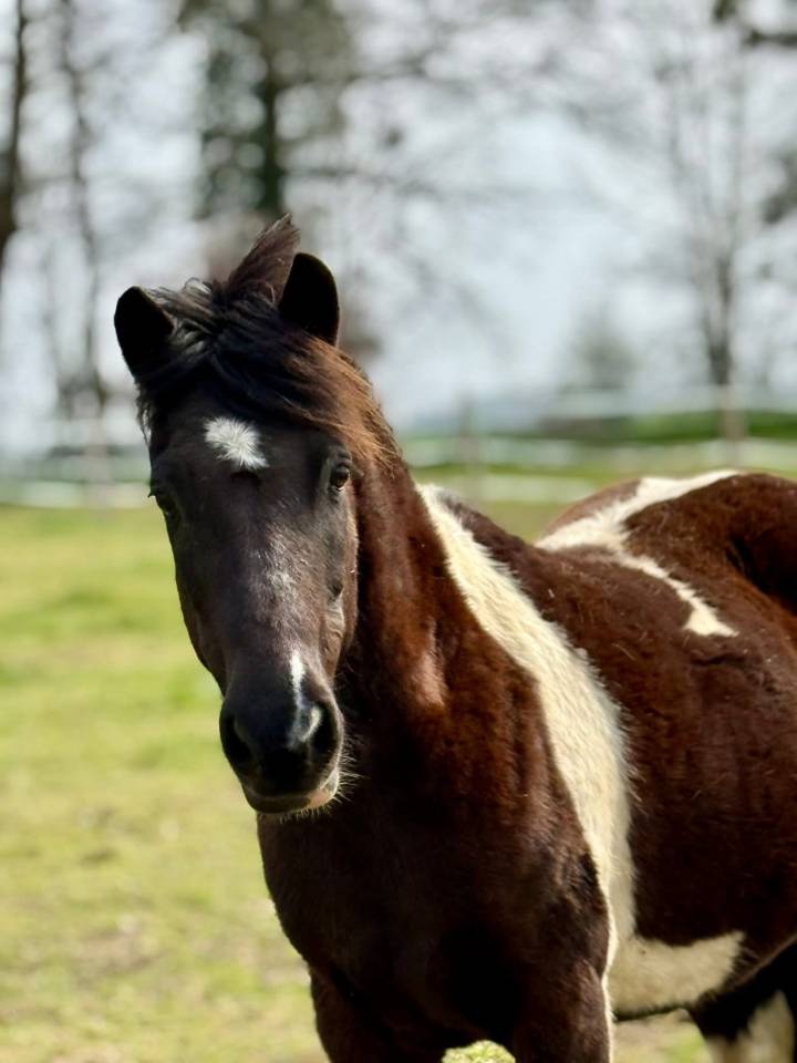 Poney 12 ans ONC 1m30