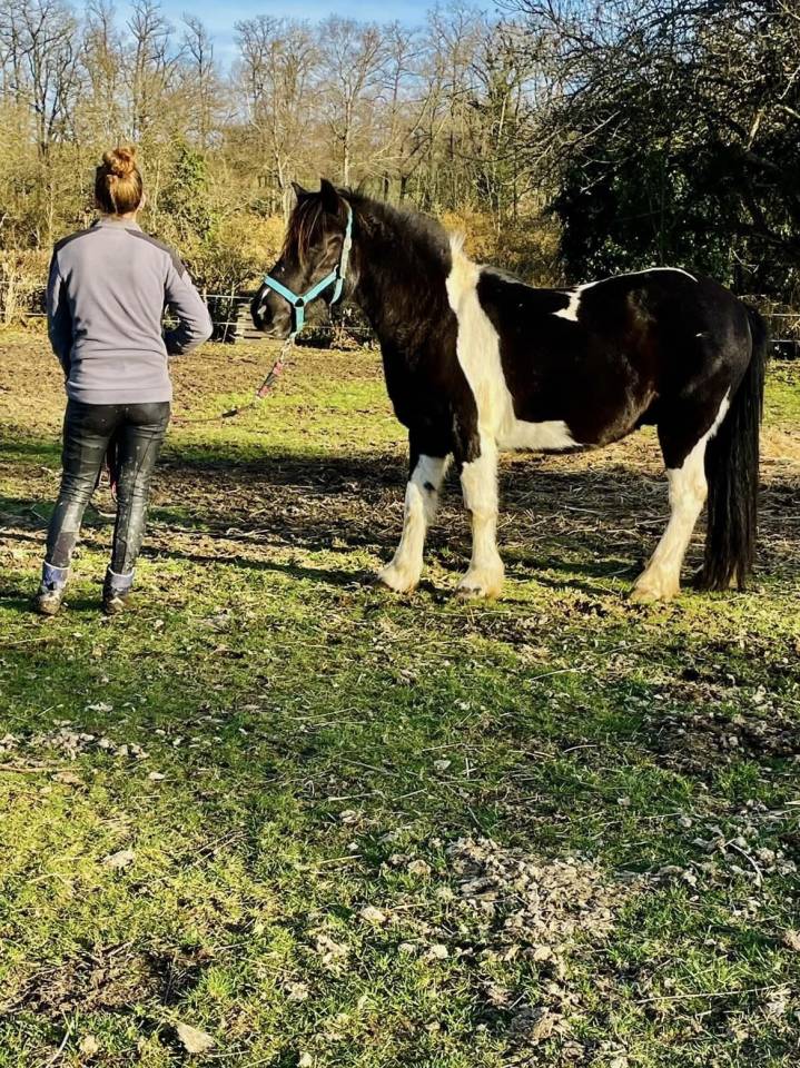 Poney 12 ans ONC 1m30