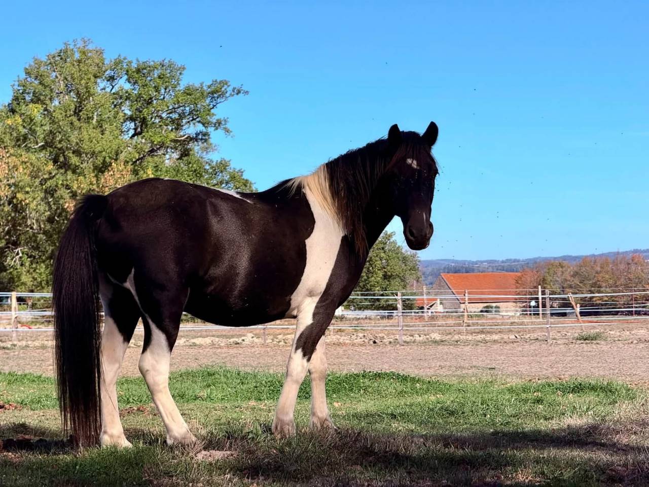 Poney 12 ans ONC 1m30