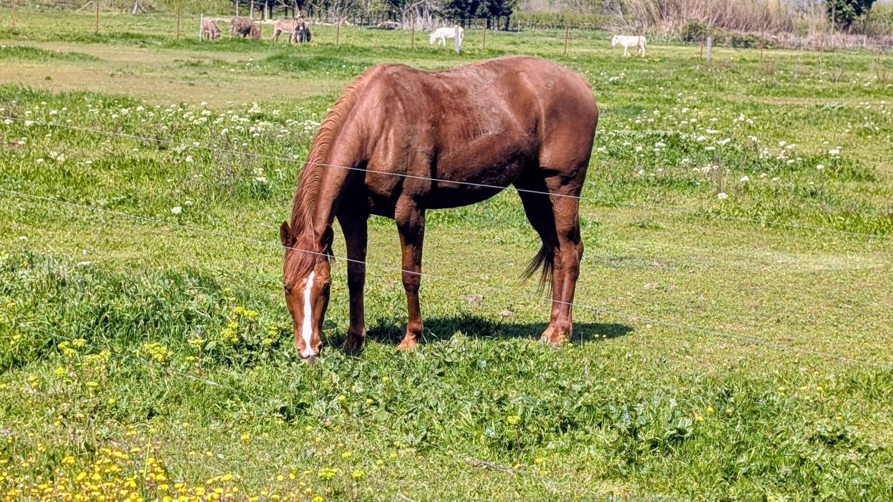 Super cheval de randonn&eacute;e et loisirs 