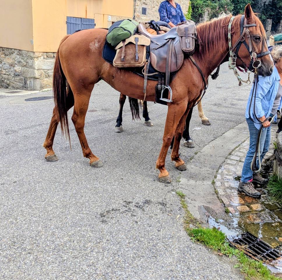 Super cheval de randonn&eacute;e et loisirs 