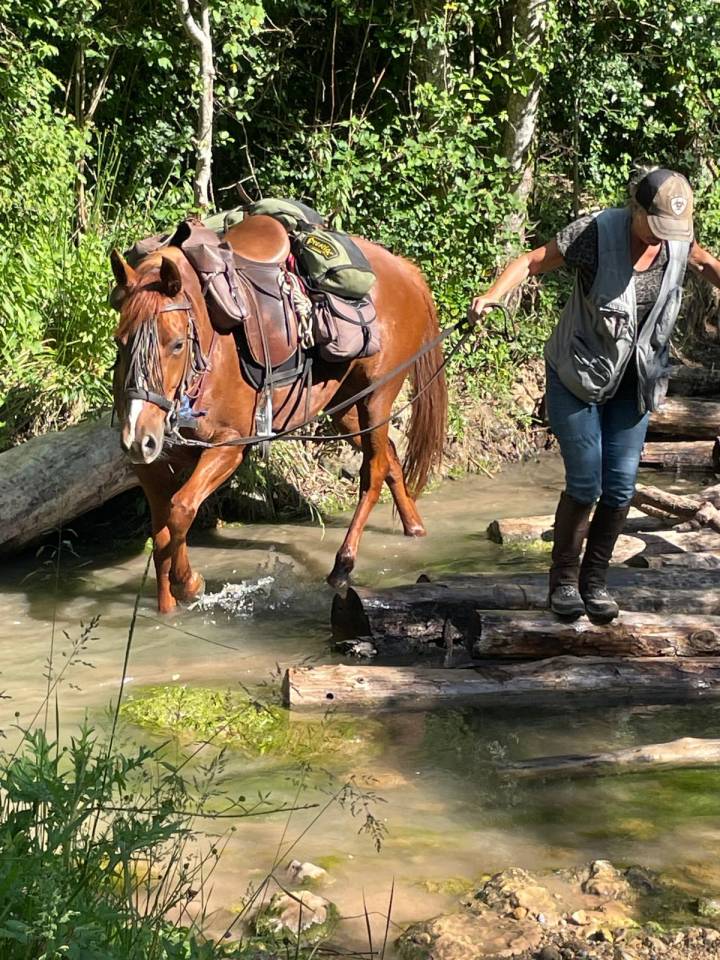 Super cheval de randonn&eacute;e et loisirs 