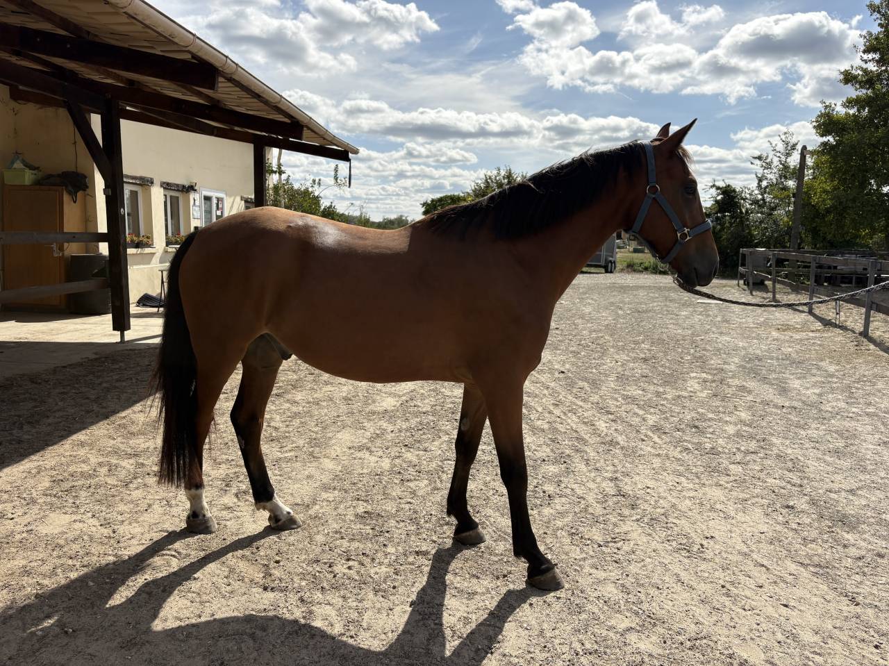 Poney D 4ans 