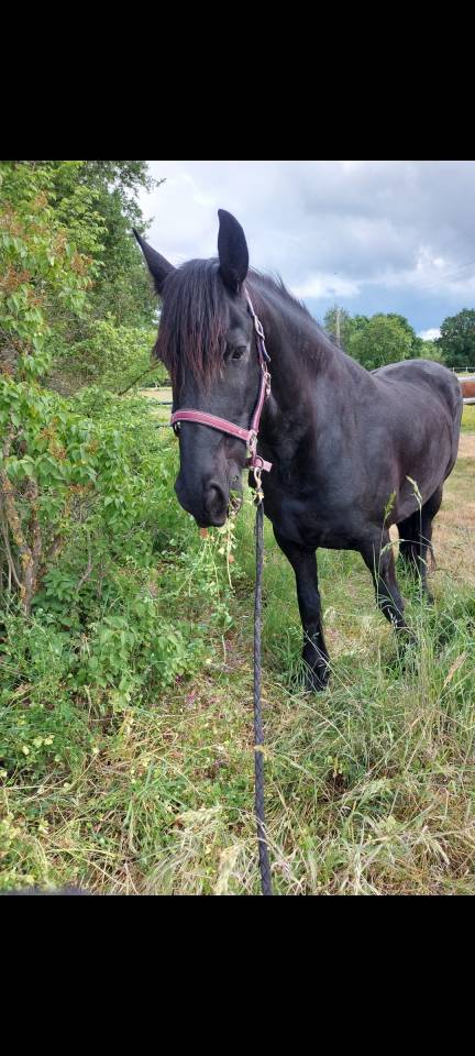 Magnifique hongre Frison &ndash; 8 ans