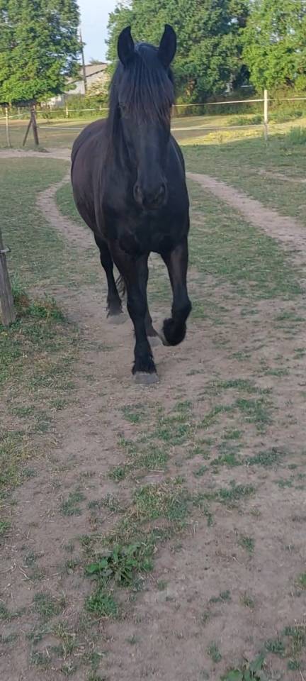 Magnifique hongre Frison &ndash; 8 ans