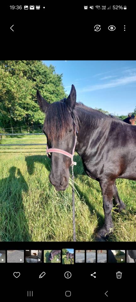  Magnifique hongre Frison &ndash; 8 ans