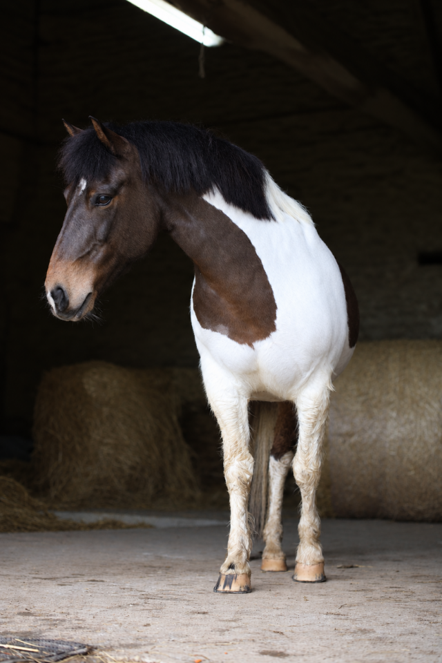 Poney de famille/ sport 