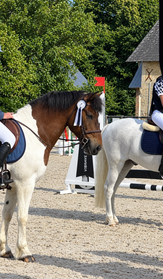 Poney de famille/ sport 