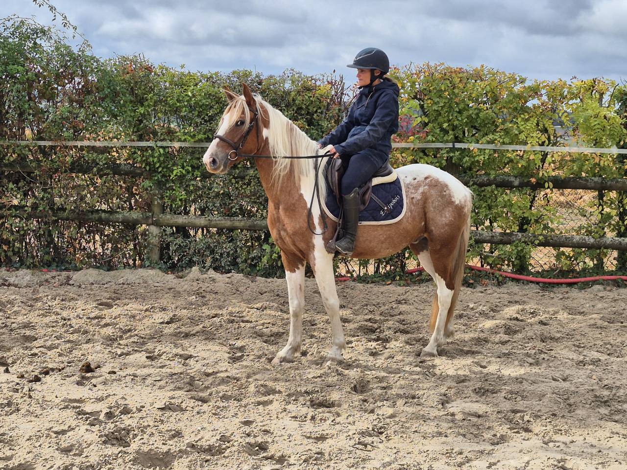 PAMPAM, JOLI PONEY D 