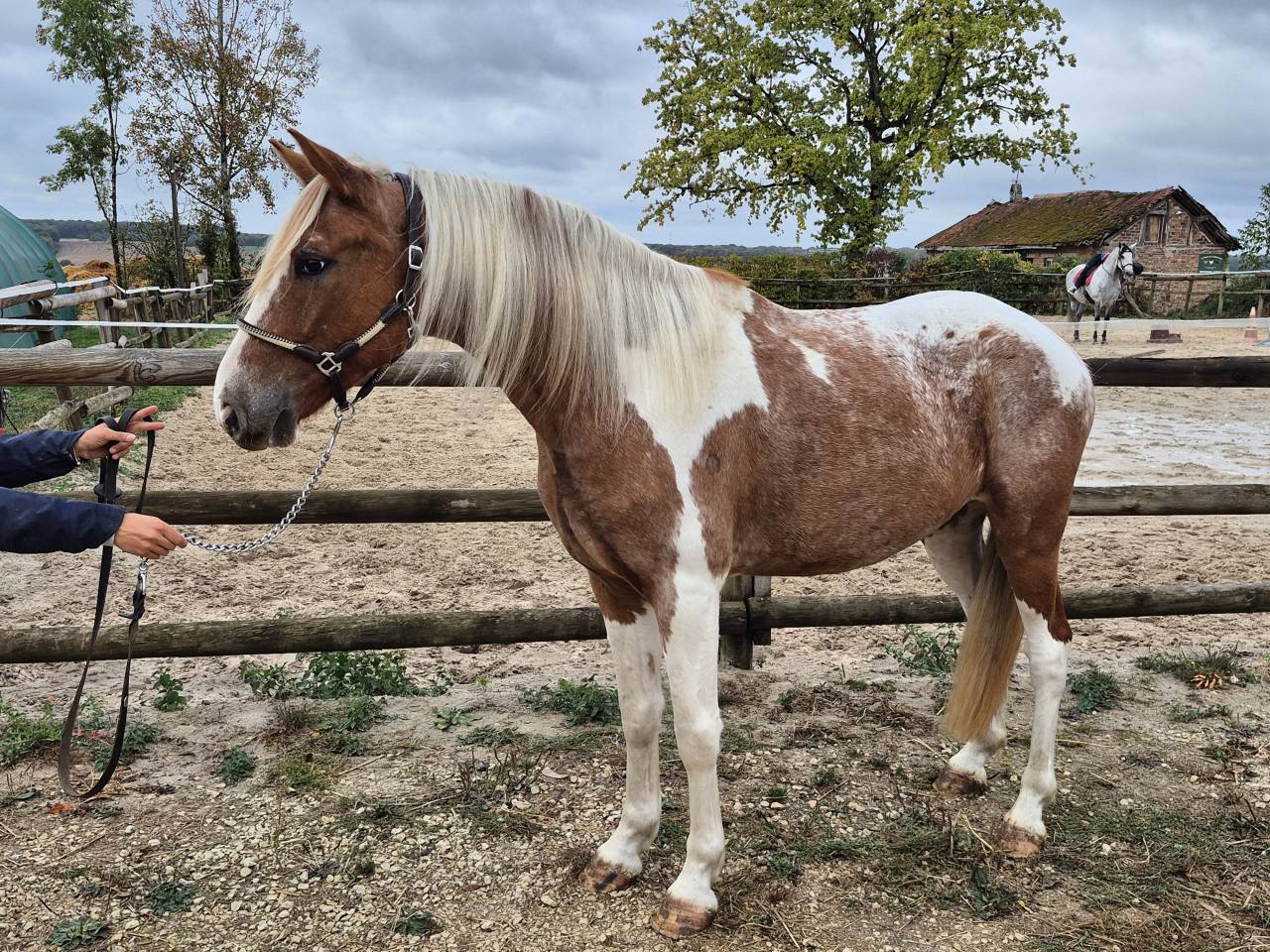 PAMPAM, JOLI PONEY D 