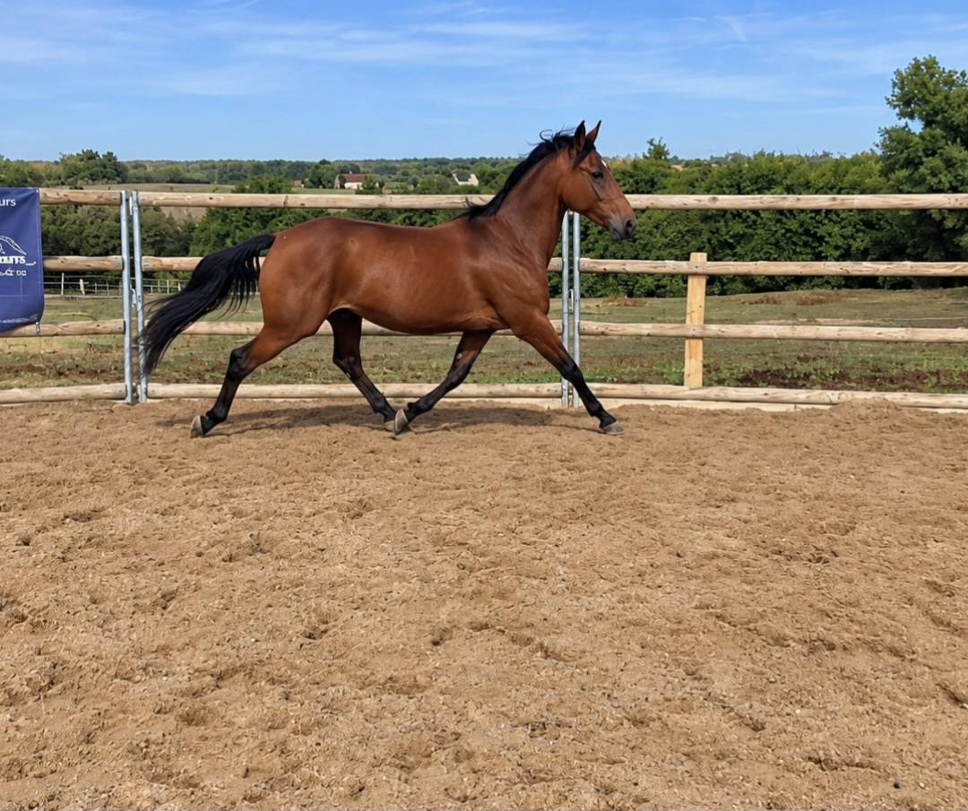 Cheval de loisirs