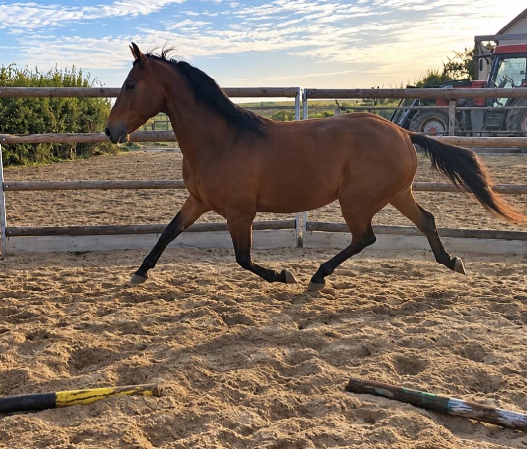 Cheval de loisirs